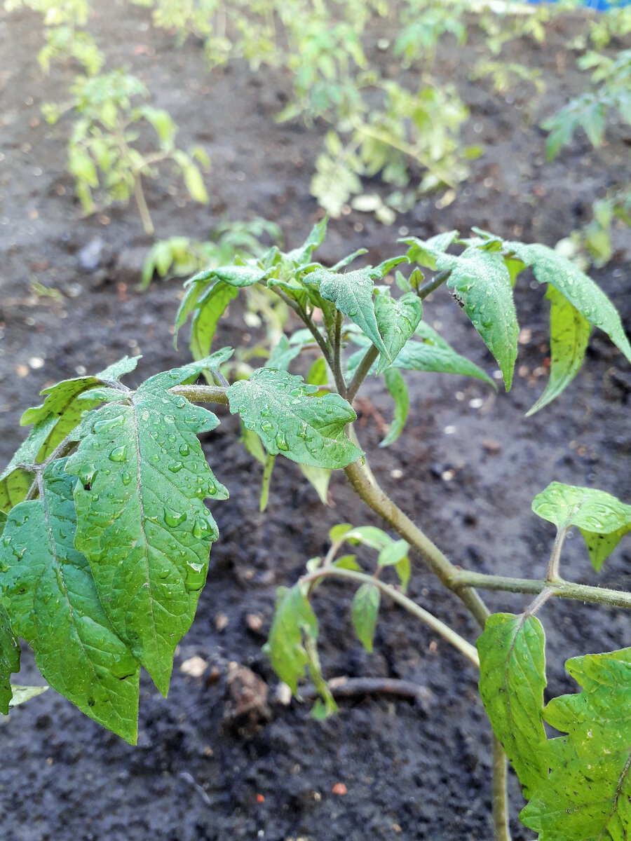 Низкорослые томаты высаживаем по схеме 50/50