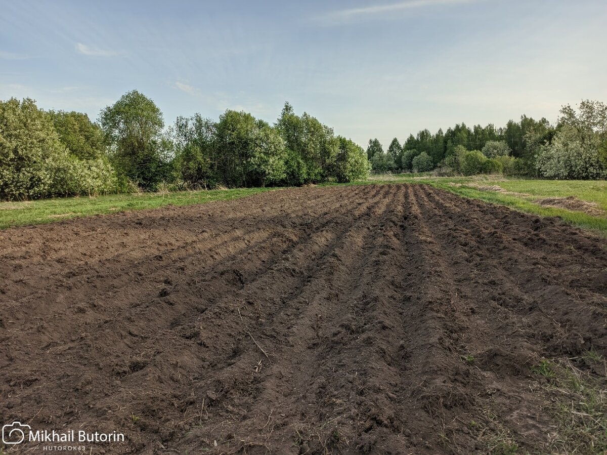 Картофельное поле в деревне.