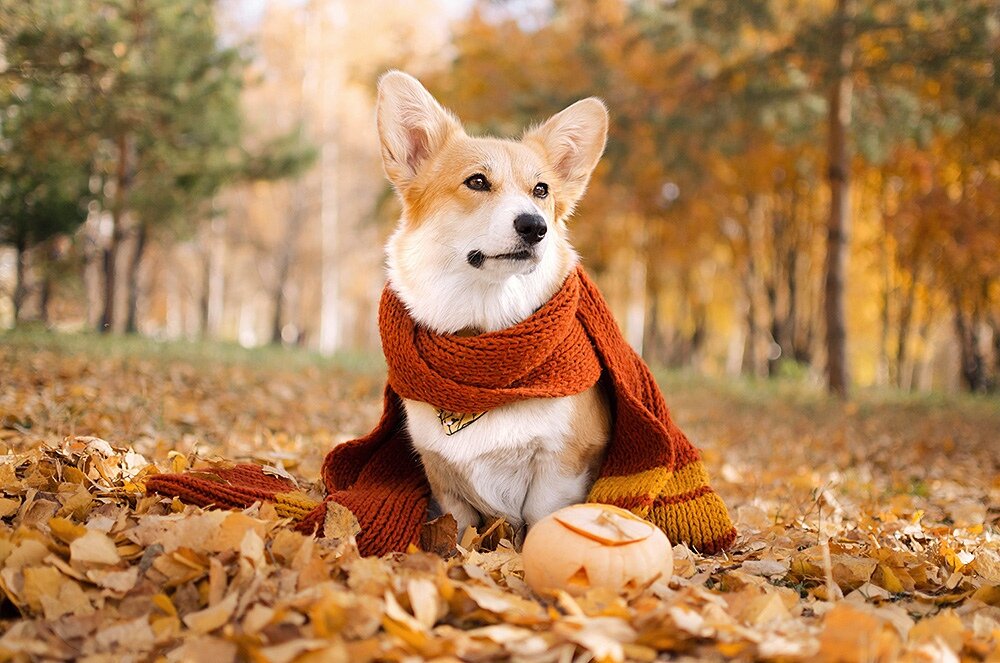 Иии.. Грифиндооор! Фото сделано мною для славной корги Амелии :)