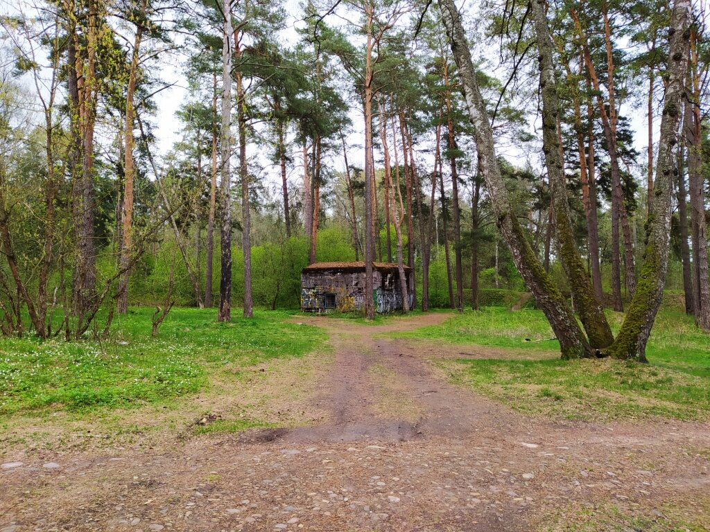 Таинственный объект в сосновом лесу. Здесь и далее фото "Мир в его многообразии"