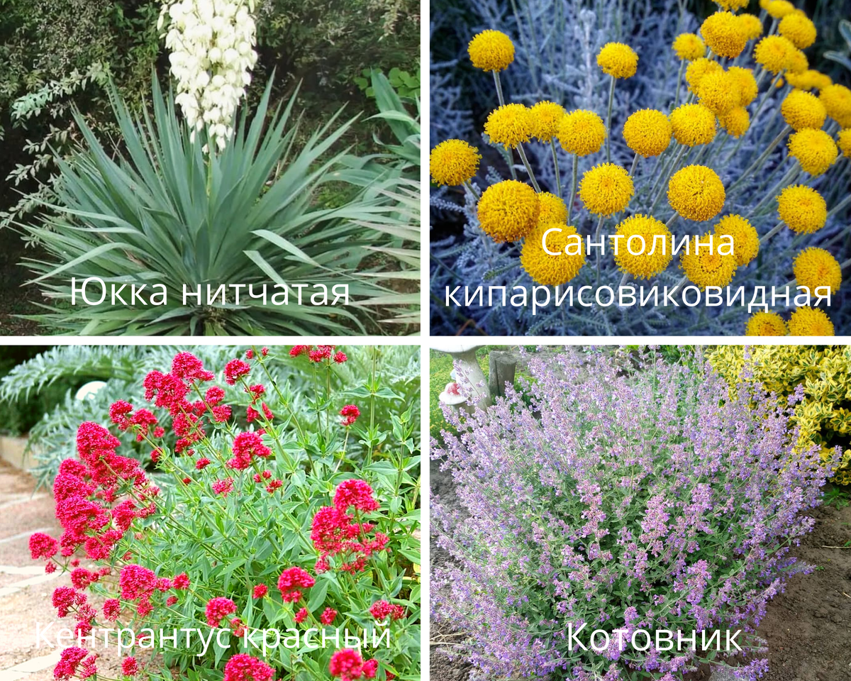 Растения для мини-клумбы Степное очарование