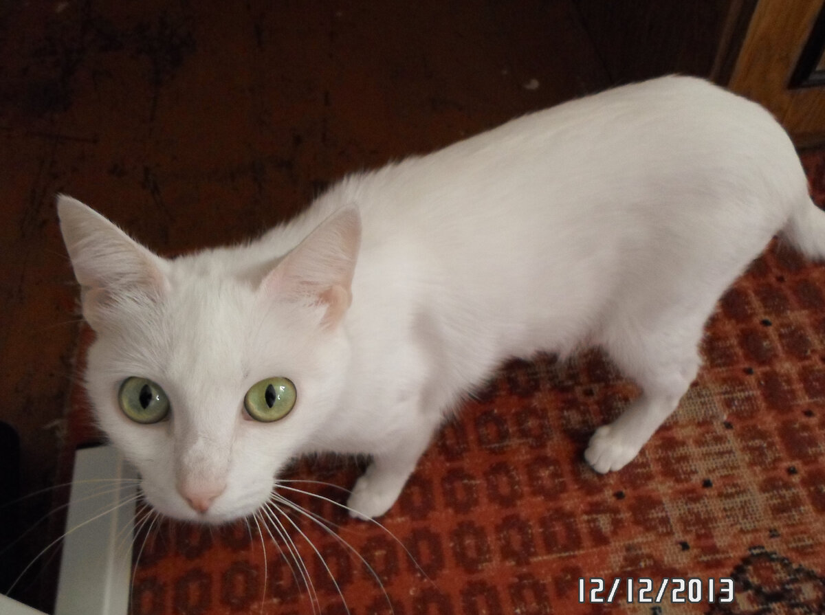 "Роза" Мои фото