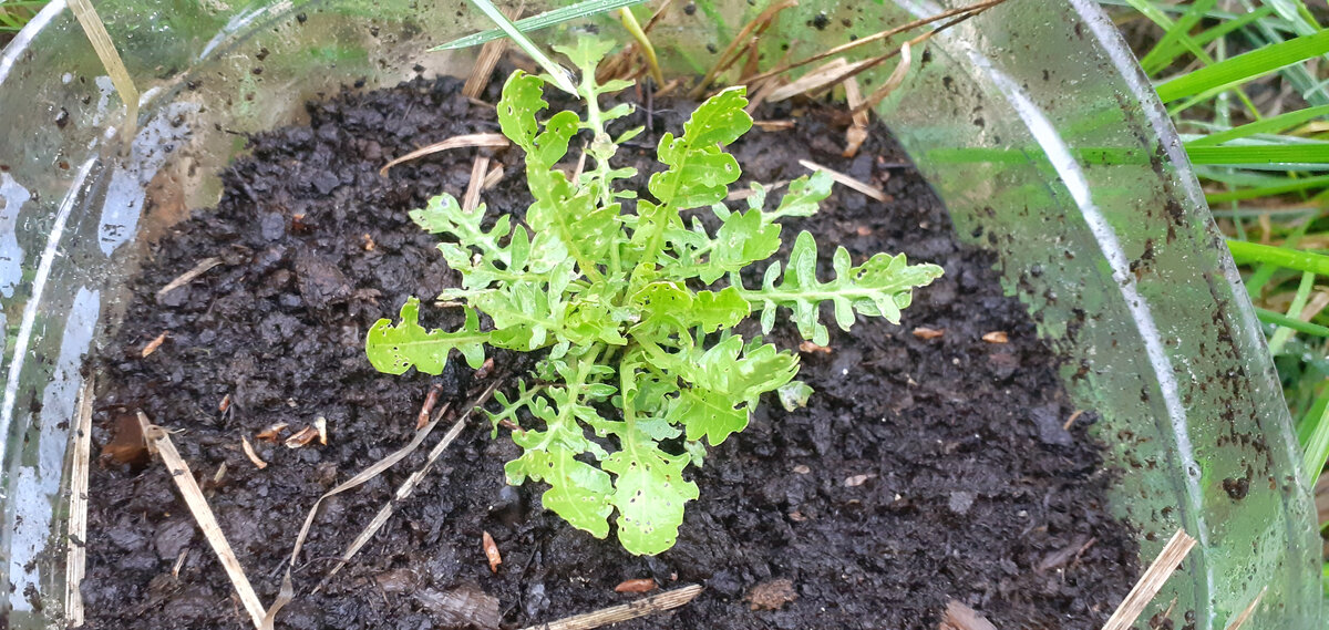 Молоденький хрен