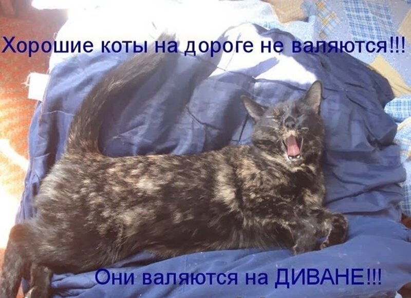 Смешные картинки с котиками и надписями