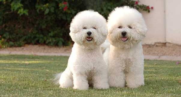 фото – tipresentoilcane.com