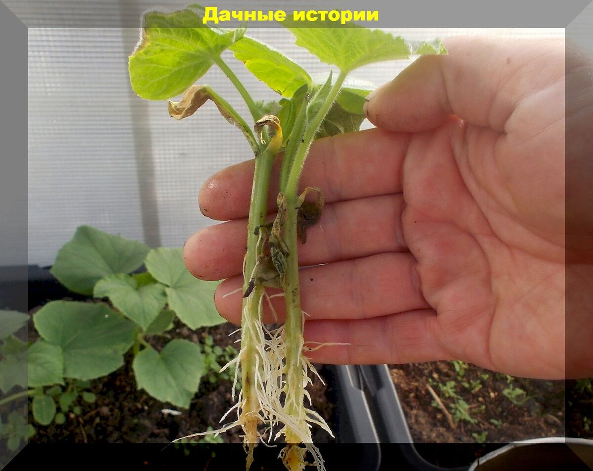 https://vk.com/photo-159774511_457248051