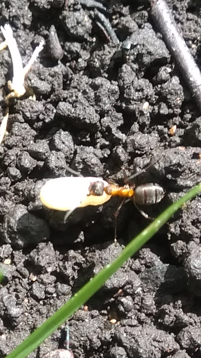 Фото автора. Муравей тащит своё потомство на новое место жительства.