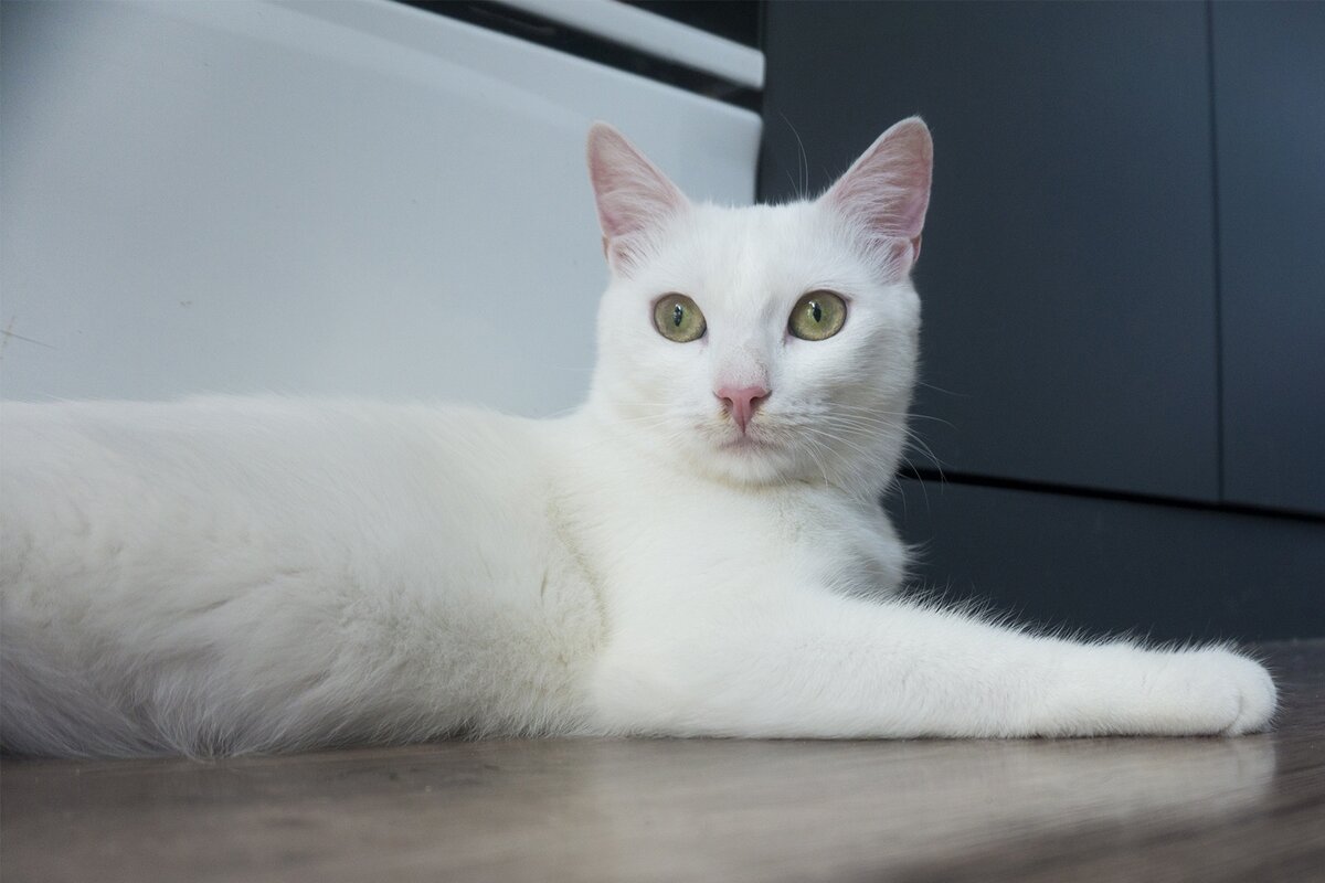 Фотография автора. Кошка Лили