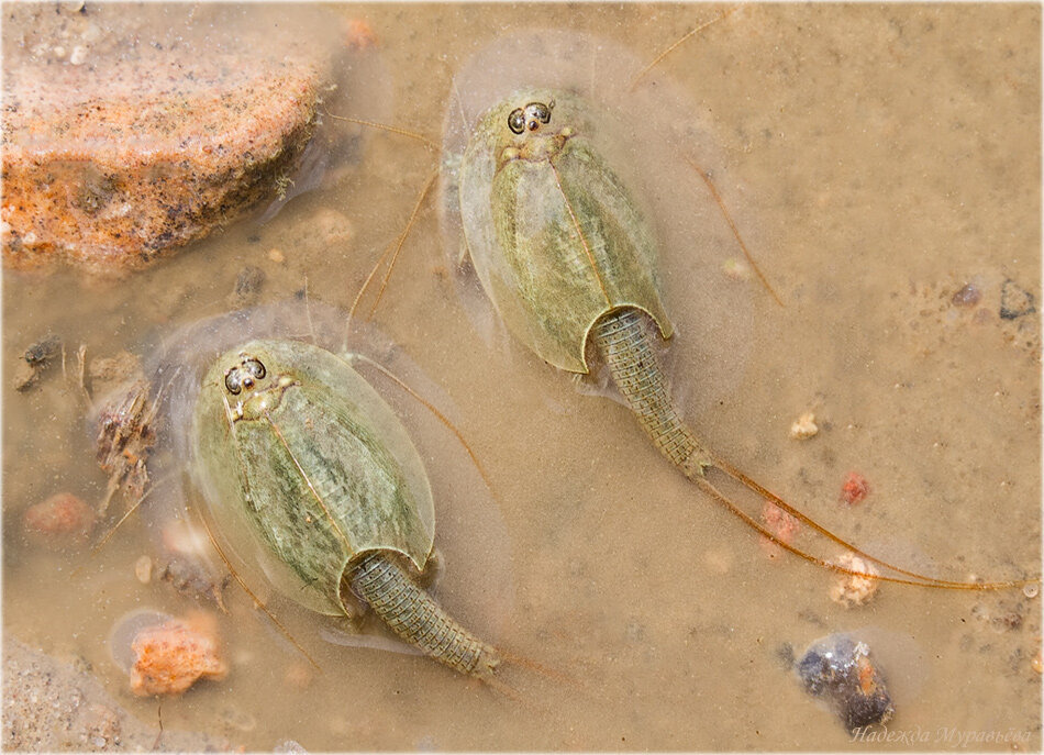 "Где наш звездолет, нужно срочно бежать отсюда, экология ужас!" (фото из инета)
