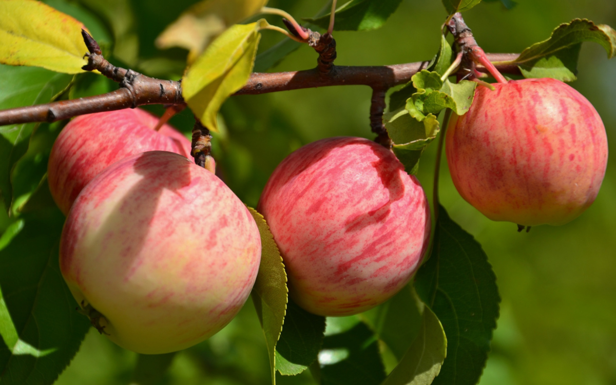 клон Грушовки Московской.