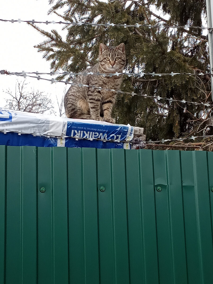 Кошачий приют ДОМИК | ВКонтакте