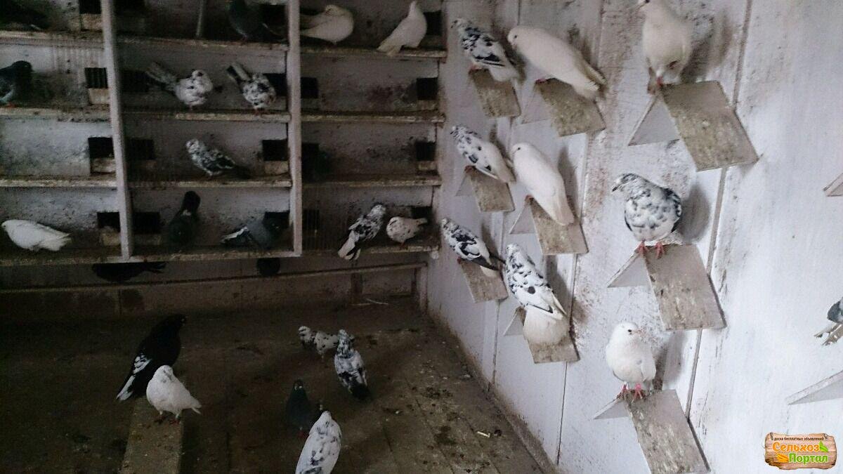 В одной голубятне спокойно уживаются голуби разных пород. Почему люди не умеют жить спокойно? Им есть чему поучиться у птиц!