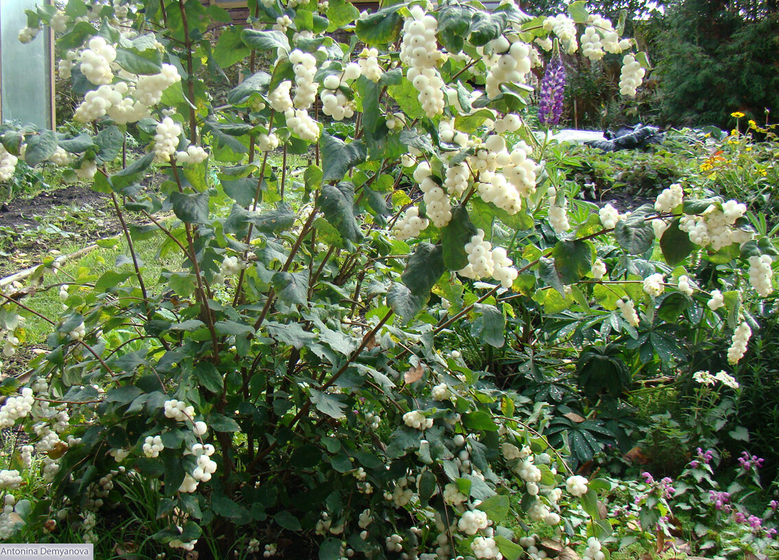 Фото автора статьи. Конец августа.