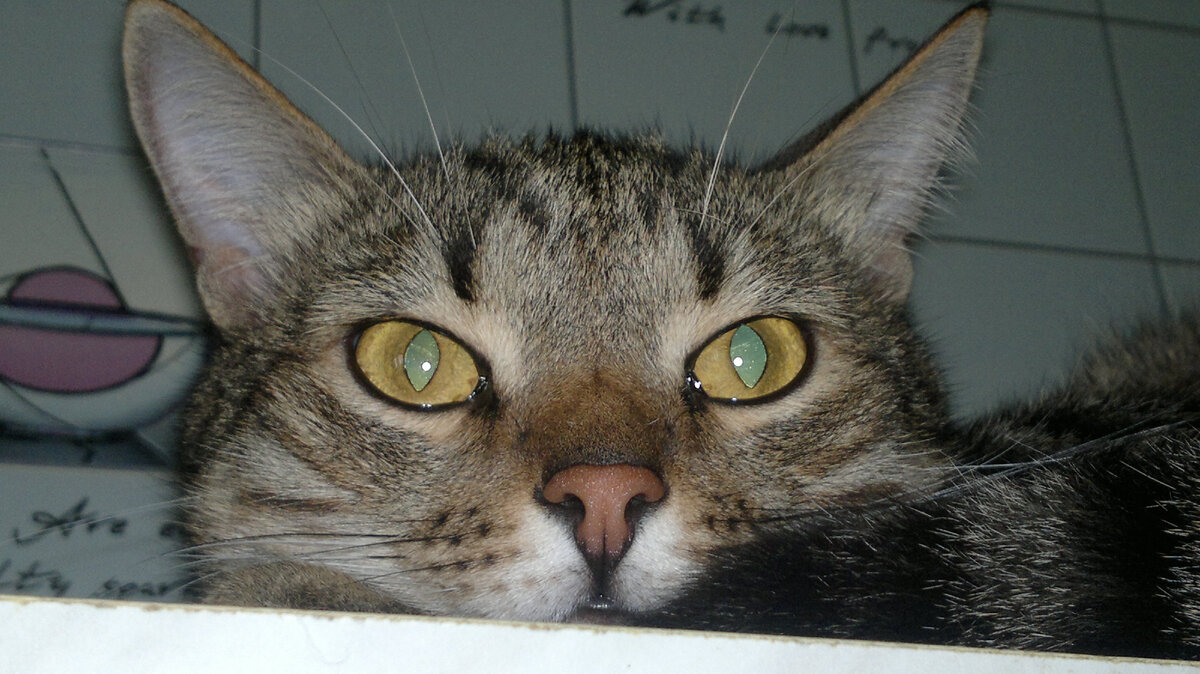 С виду серьезный, но в душе - лапочка.