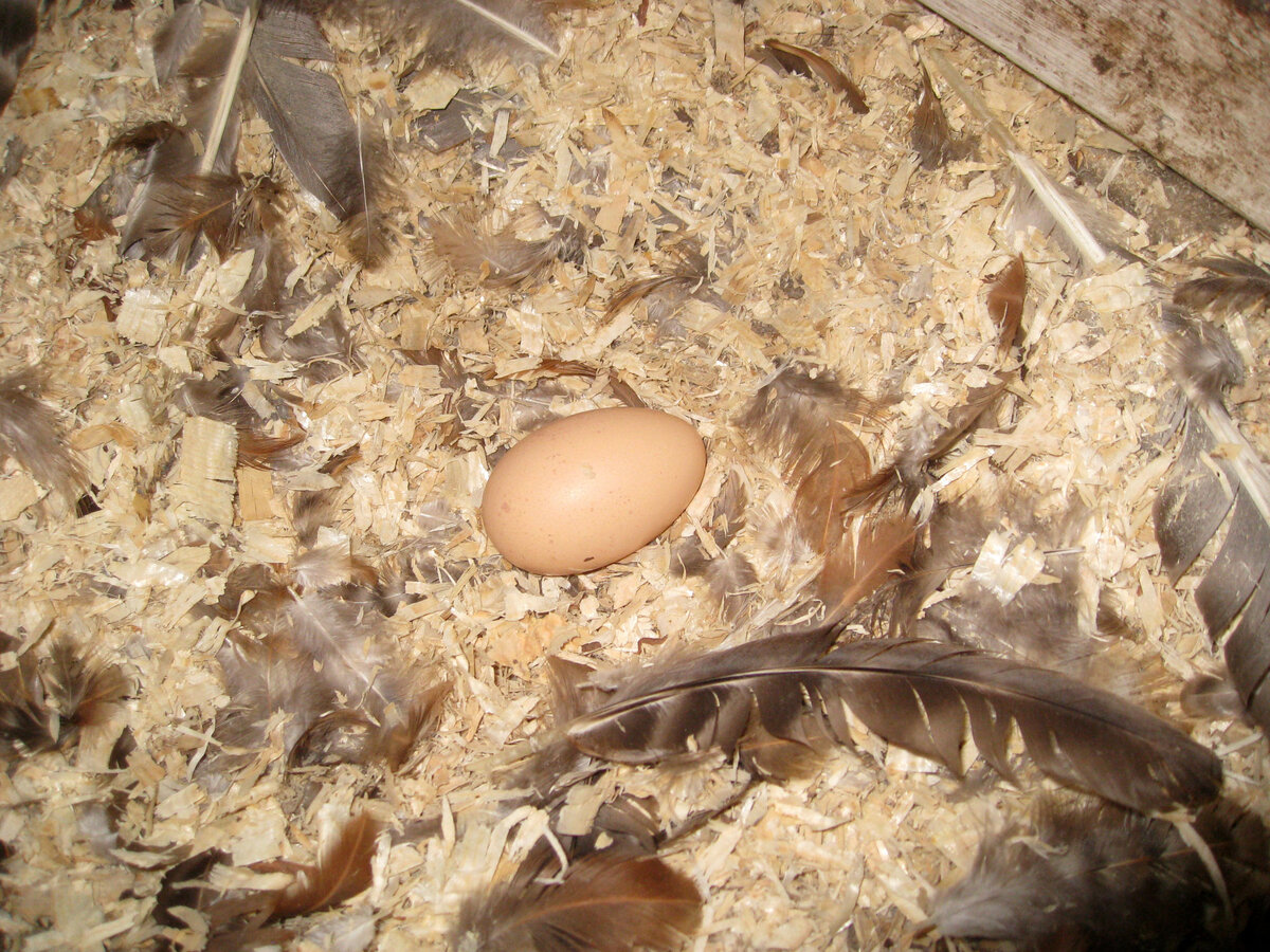 Взрослые 10 кур снесли сегодня 1 яйцо. Обратите внимание на количество перьев