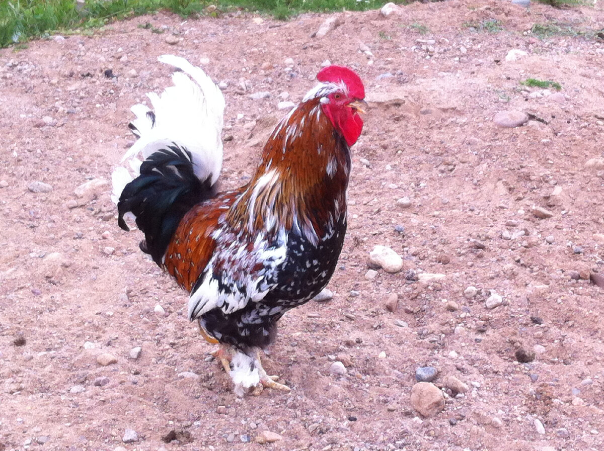 петушиный хвост. внешнее строение курицы. петух. петушки петуханчики. красивый петух.
