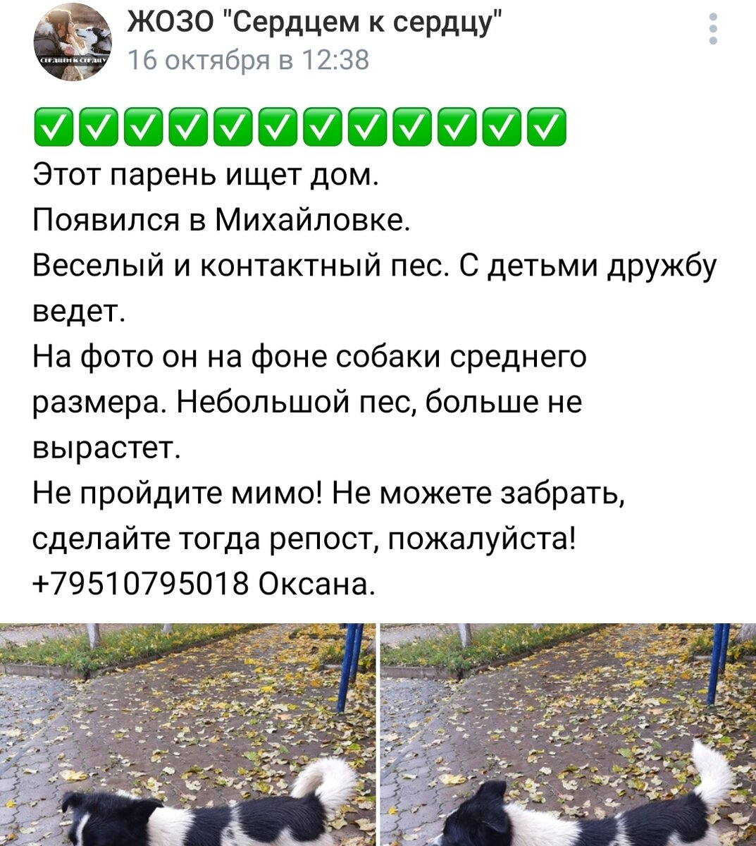 На фото выглядит крупным, да и морду не разглядеть