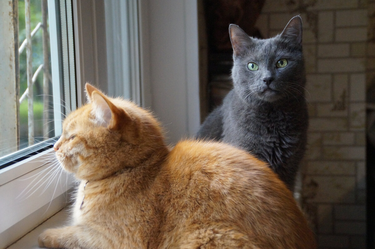 Синтия и Старший Кот