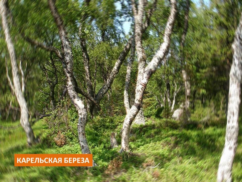 Береза карельская рыжик настоящий. Танцующий лес Соловки. Соловки Танцующие березы. Карельская береза.