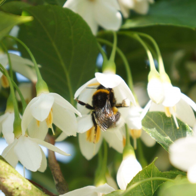 Styrax japonicus, сорт June snow. Фото компании Promesse de fleurs