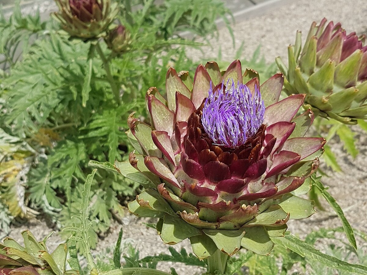 Фото: pixabay.com