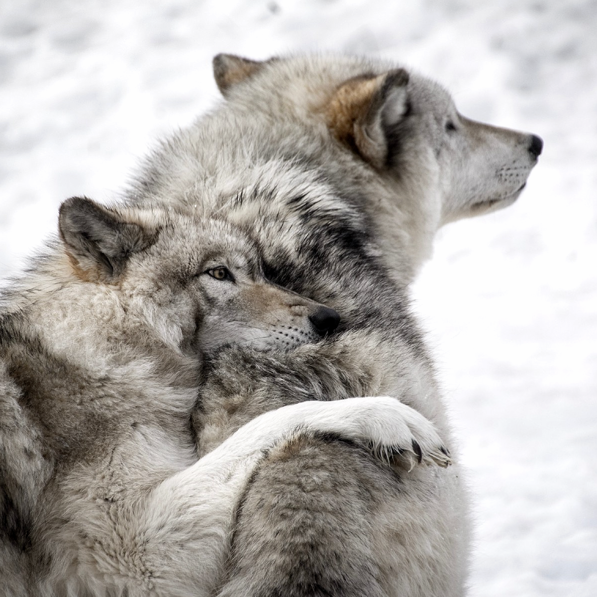 Картина «Идеальная пара. Волки.»