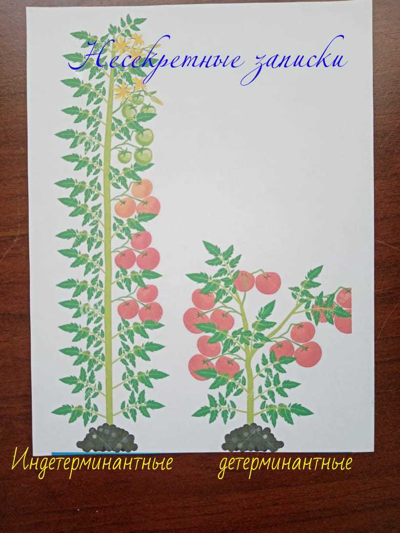 Типы томатов по росту.