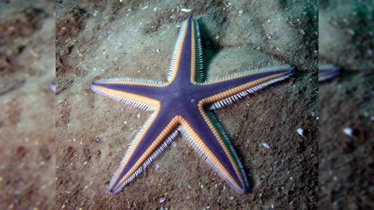 Какая звезда обитает в море. Иглокожие морские звезды. Королевская морская звезда. Морская звезда сбоку. Пятилучевая симметрия иглокожих.