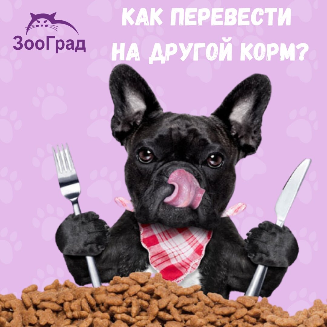 ☝🏻Смена рациона домашнего питомца бывает продиктована необходимостью по медицинским показаниям или простыми житейскими обстоятельствами. Но в обоих случаях нужно знать, как перевести собаку на другой сухой корм без неприятных последствий для нее. Лучше сделать это предельно деликатно, чтобы не навредить здоровью четвероногого друга и не заставлять его нервничать из-за утраты привычной еды. 
💥Приняв решение о замене питания, нужно придерживаться правил:

👉🏻постепенность, которая должна продлиться от одной до двух недель;

👉🏻настойчивость, если животное категорически отказывается от незнакомой еды;

👉🏻самое главное в том, как приучить питомца к сухому корму – это сделать правильный выбор нового продукта.

‼Внезапные перемены рациона могут закончится испорченным пищеварением собаки. За время приема одной и той же еды поджелудочная железа «настраивается» на выработку определенного типа ферментов. Резкая смена корма, в состав которого будут входить ранее не получаемые ингредиенты, может сокрушительно ударить по этому чувствительному органу и здоровью питомца в целом.

💣Делать вывод о том, что корм подошел собаке, можно не ранее полутора-двух месяцев с момента его введения в рацион. Если за это время негативной реакции на новую еду не последует – значит, она усваивается организмом и не вредит ему.

😉Сухое кормление требует постоянного наличия чистой воды. Пока питомец не попьет, съеденные им гранулы не будут продвигаться по пищеварительной системе и создадут дискомфорт в организме. Количество выпитой воды зависит от потребностей организма и массы съеденного сухого корма. Владелец вполне может положиться на инстинкт своего четвероногого друга и не регулировать поение, а лишь следить за постоянным наличием воды в миске.
