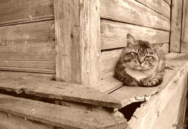 Кот на завалинке