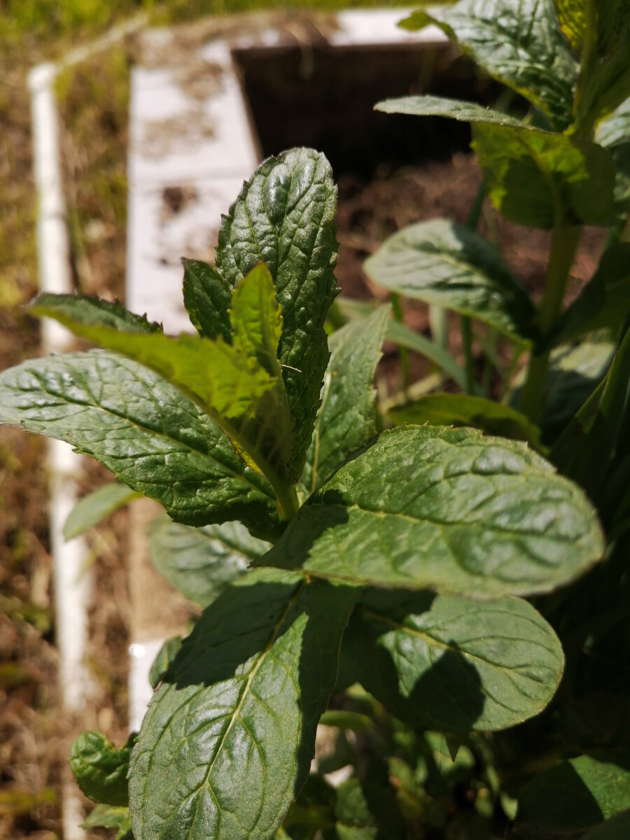 Только мяте такая погода нравится