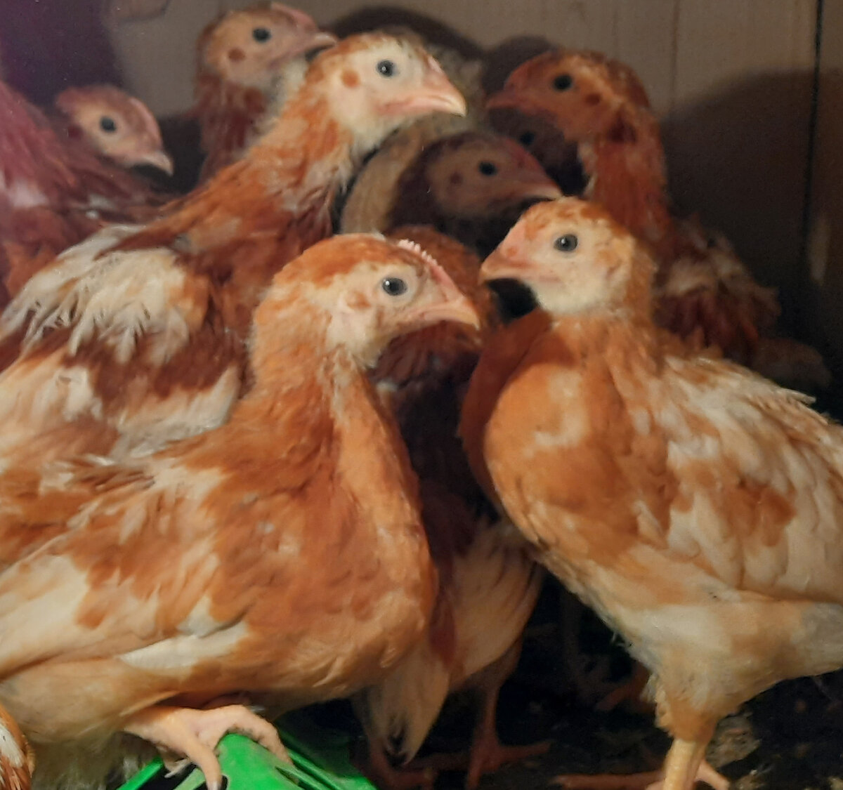 Расклёв у цыплят