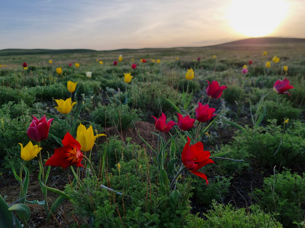 Особенно волшебна оренбургская степь, когда ее ковром покрывают краснокнижные тюльпаны Шренка...