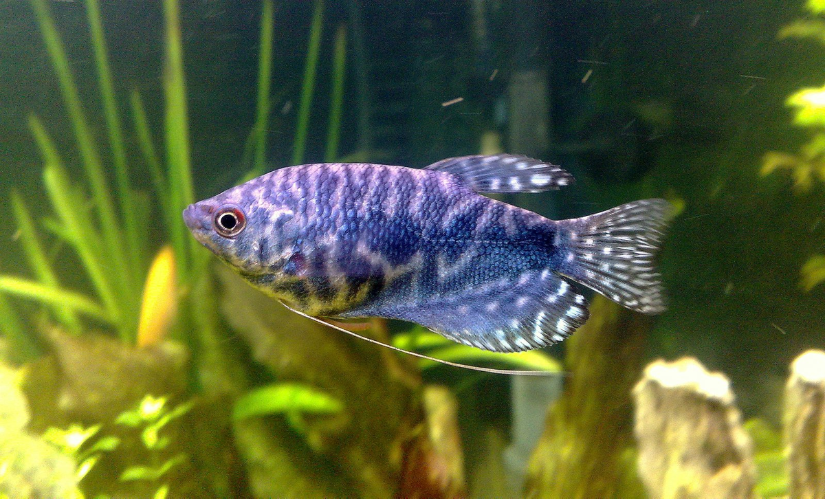 trichogaster - Google Search Aquarium fish, Fish pet, Animals