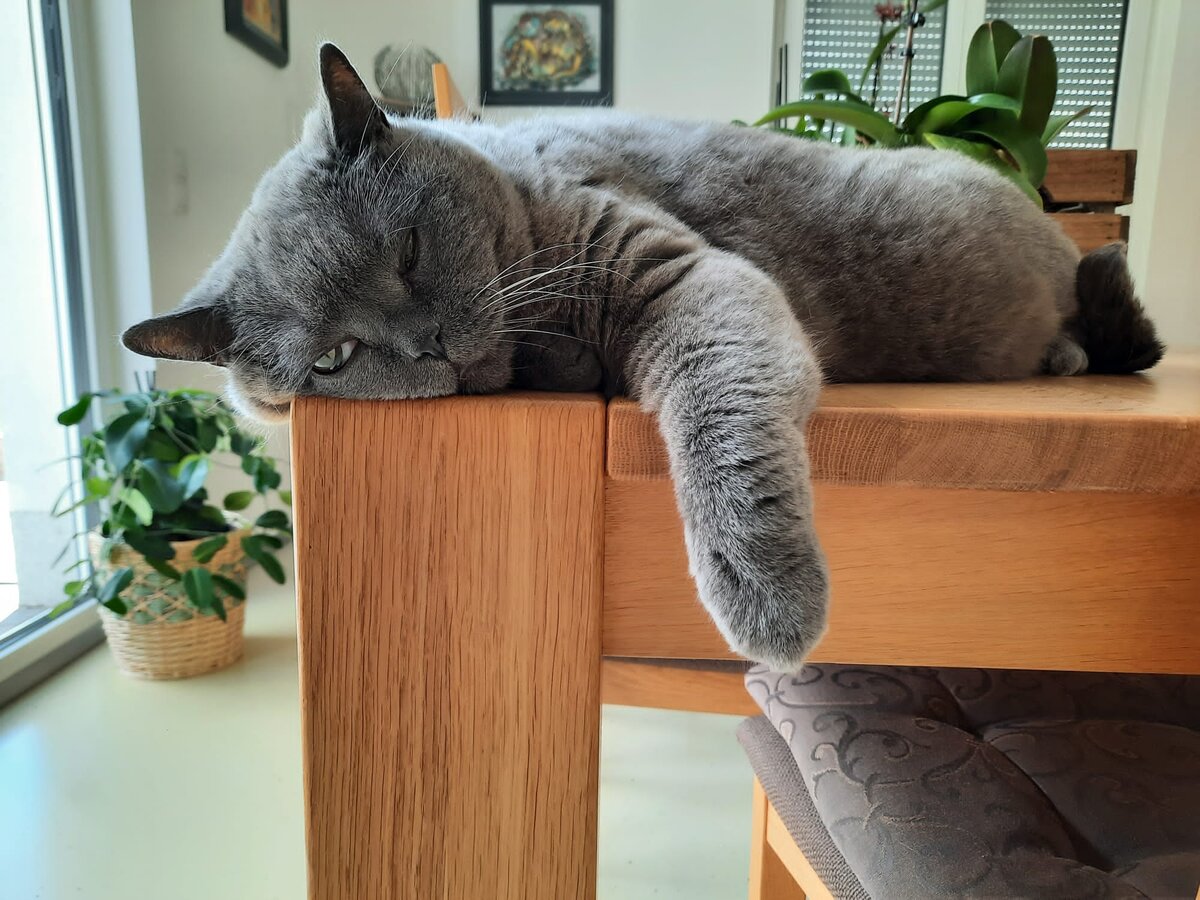 Чилли, директор всех домашних, вселенная крутится вокруг него...