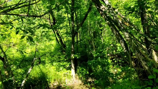 Последнее видео о заброшенной деревне Томилино. Дикая природа