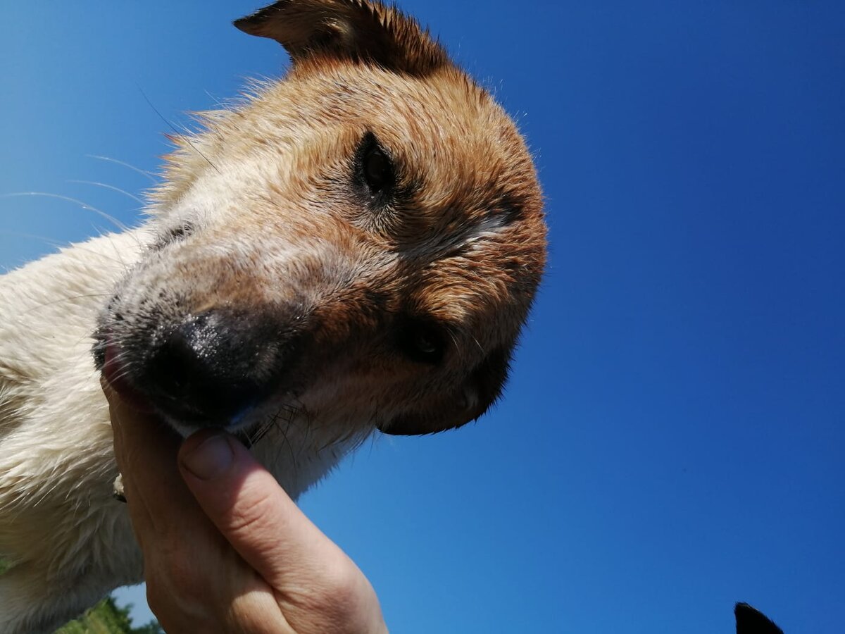 Красивые фотографии получаются, если лежать на земле и успевать делать кадры, пока собаки ходят вокруг )))