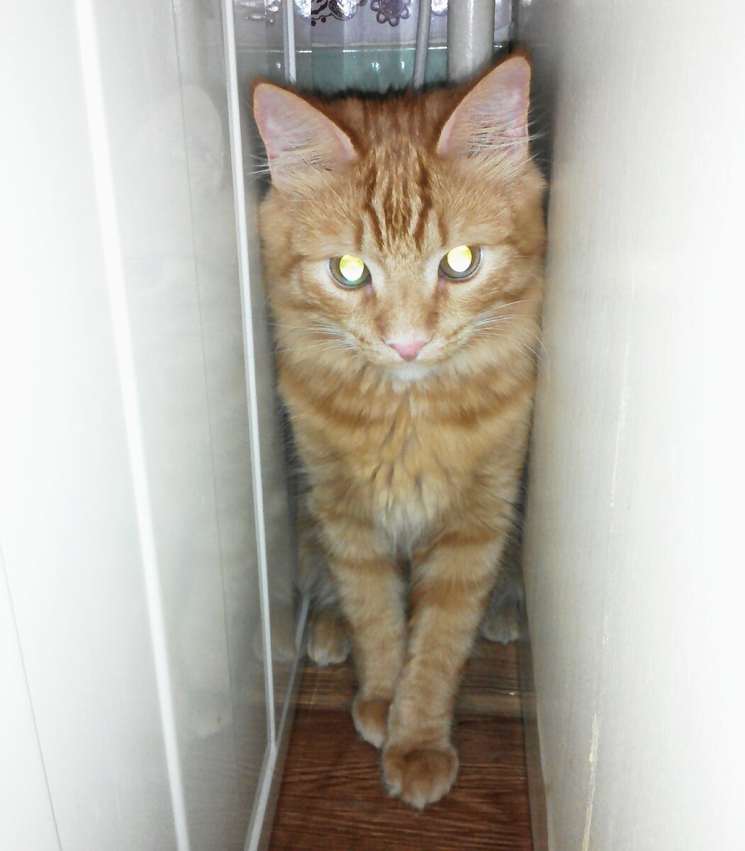 Я твой ночной кошмар...