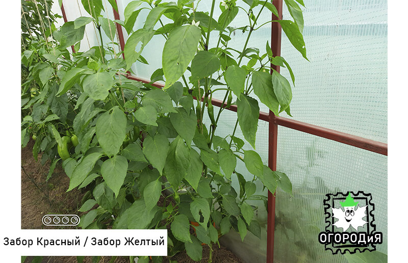26 июля, перцы Забор Красный F1 и Забор Желтый F1 в теплице
