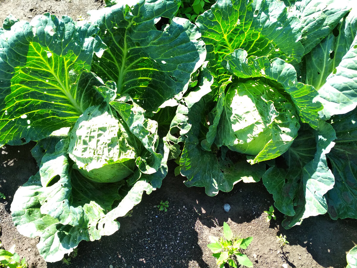 Фото автора. Хороший урожай капусты.