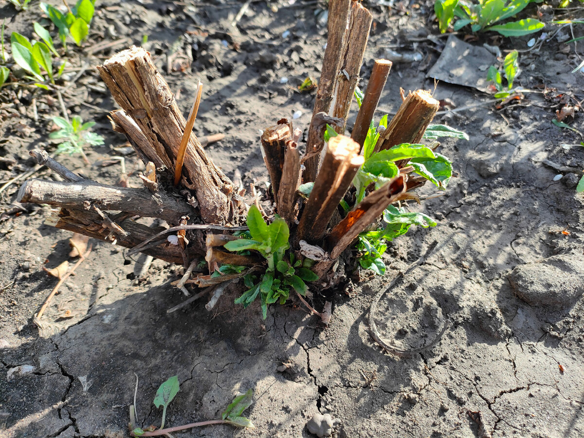 Это фото сделано 17 мая 2022 года. До лета чуть меньше двух недель, а мы только проснулись.