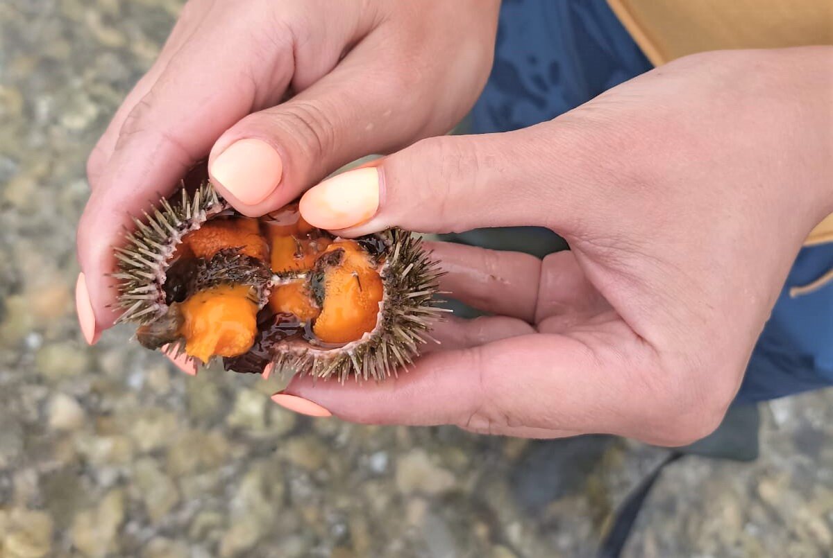 Морской ёж, выловленный в лагуне Буссе 