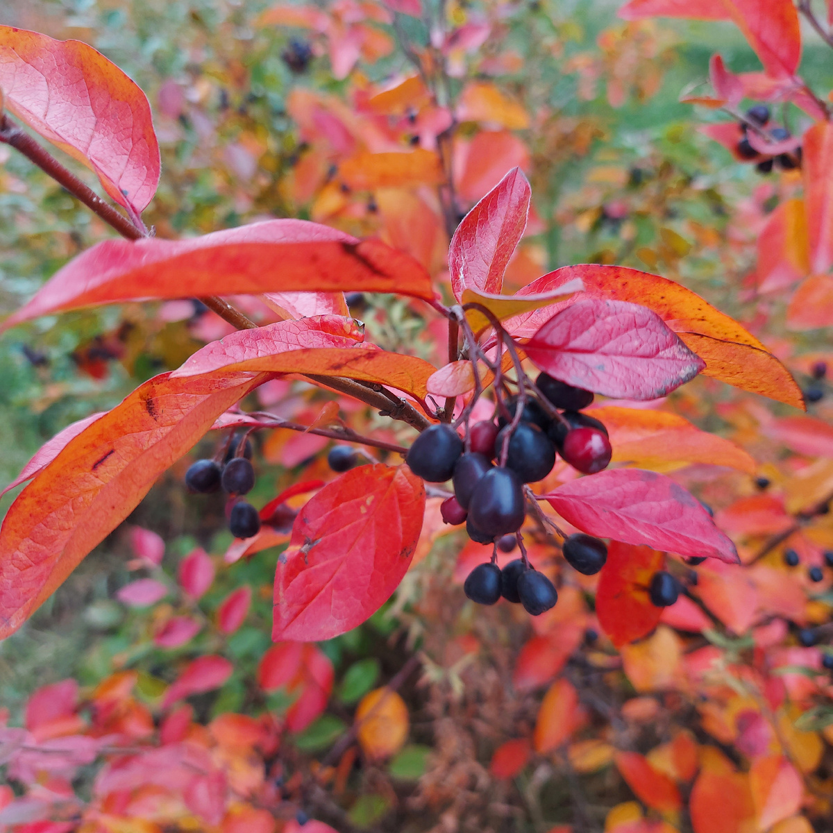 И это тоже осень, но уже в городе