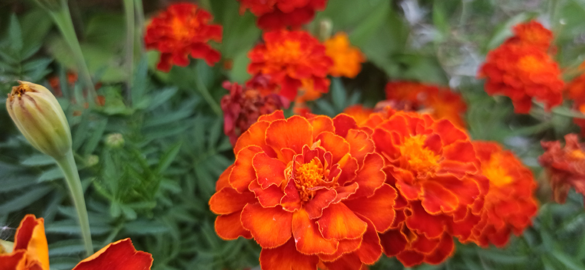 Наши бархатцы