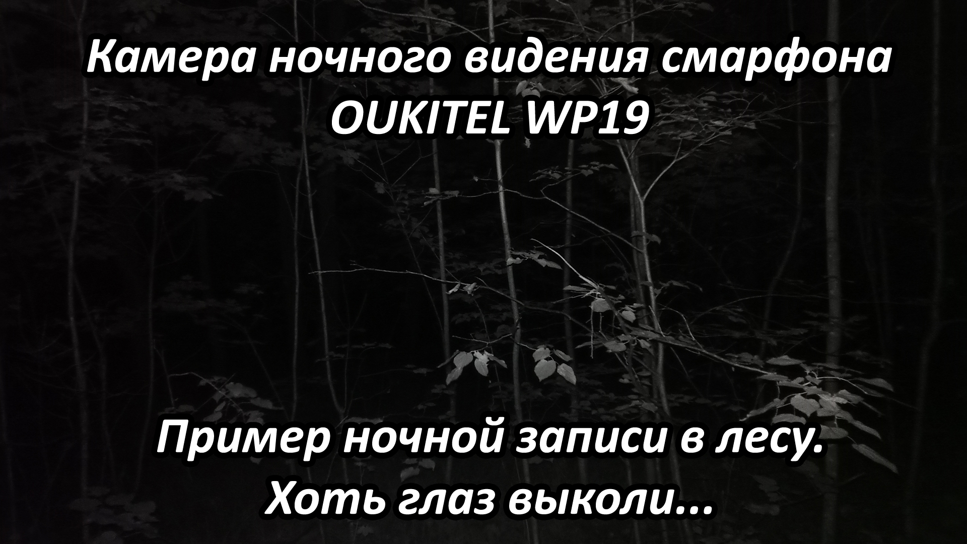 Камера ночного видения смартфона Oukitel WP19 в лесу - хоть глаз выколи...  Почти... | Заметки полевого фотографа | Дзен