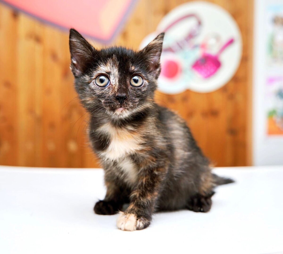 Бента еще совсем кроха