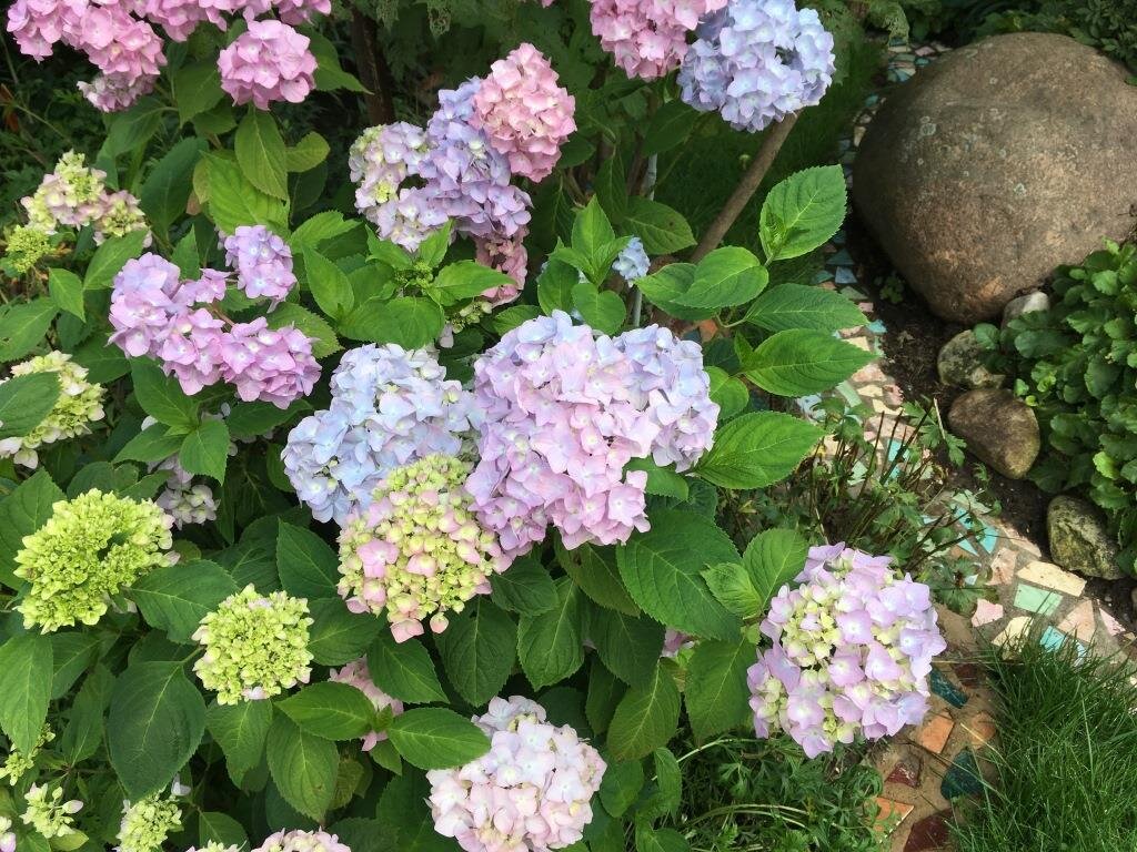 Окраска гортензии зависит от кислотности почвы.