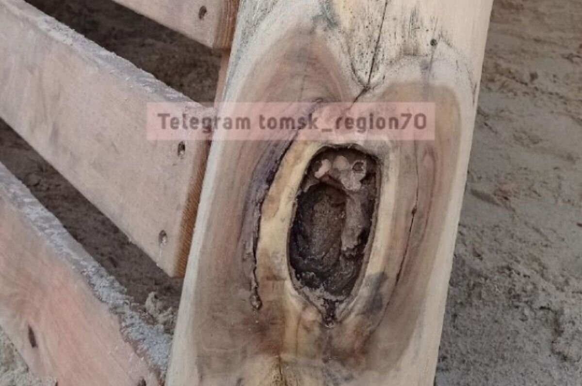    Томичи заметили грибок на новом корабле на детской площадке в Буфф-саду