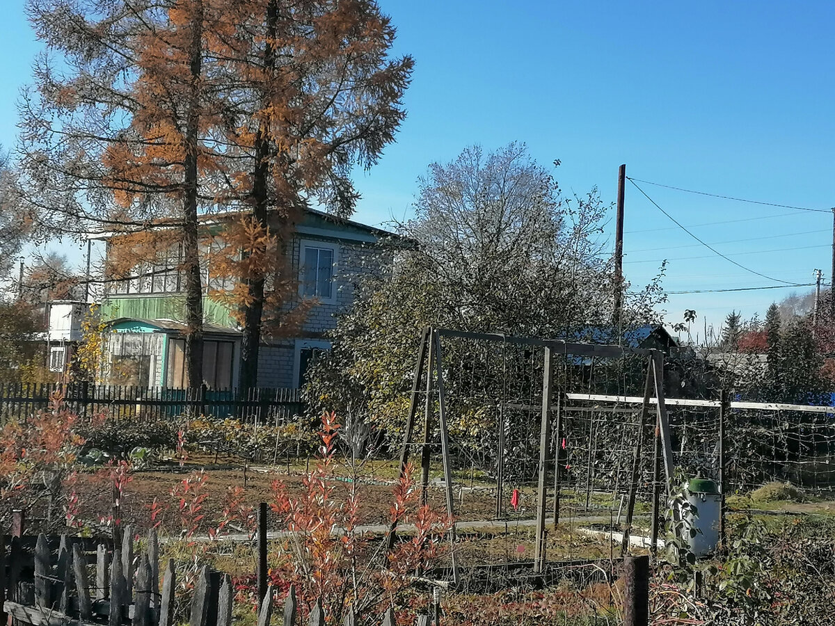 Лунный посевной календарь садовода и огородника с 31 октября по 6 ноября |  Дачный дневник пенсионерки | Дзен