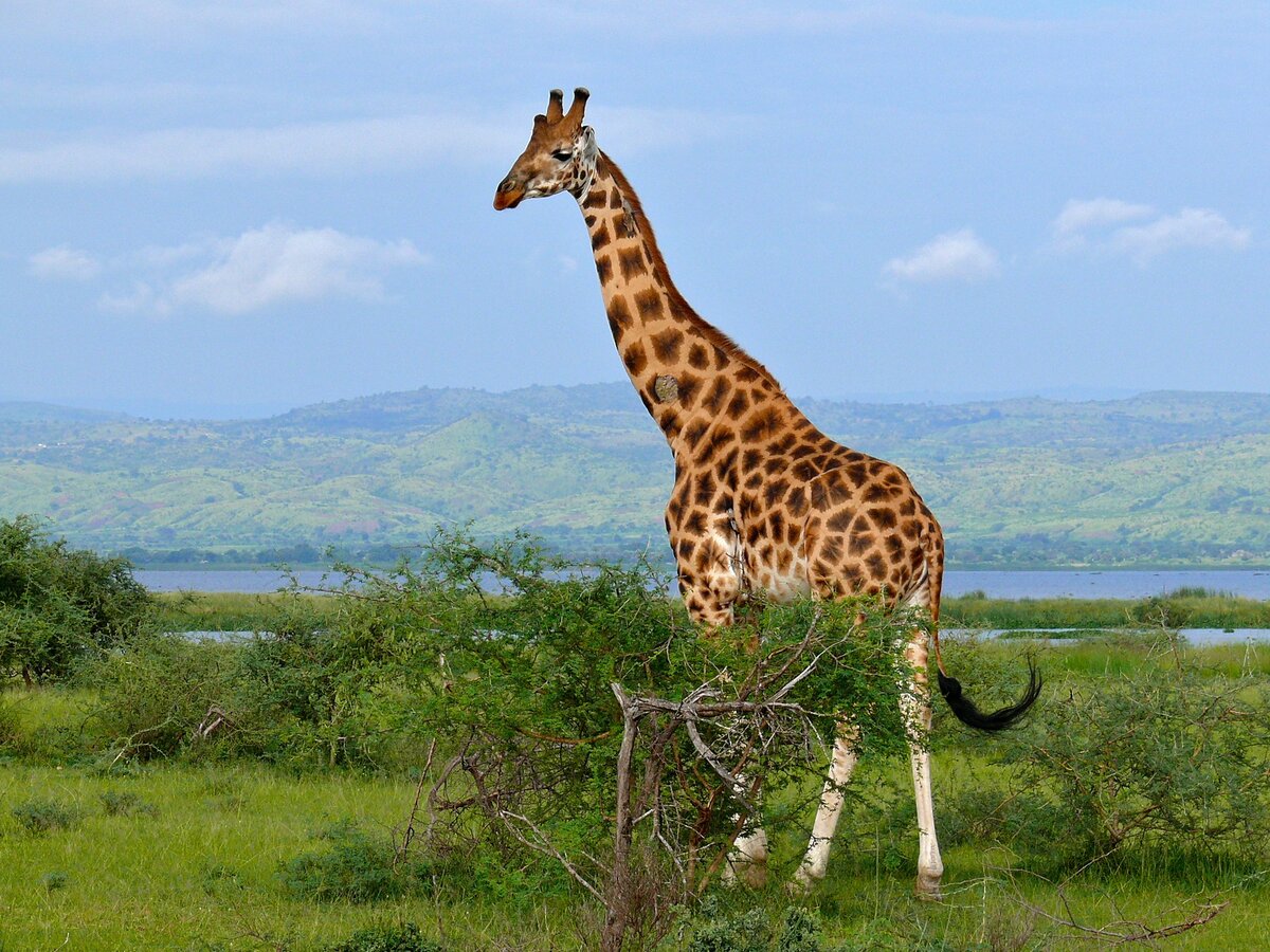 Источник: https://clck.ru/32phjr